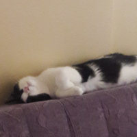 British Shorthair, Kedi  Masha fotoğrafı