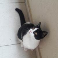 British Shorthair, Kedi  Masha fotoğrafı