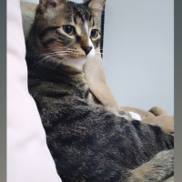 Tekir Kedi, Kedi  Paşa fotoğrafı