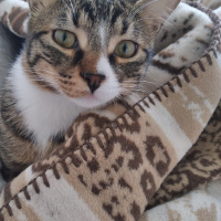 Tekir Kedi, Kedi  Paşa fotoğrafı