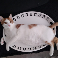 Tekir Kedi, Kedi  Pekmez fotoğrafı