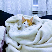Tekir Kedi, Kedi  Pekmez fotoğrafı