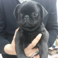 Pug, Köpek  çaki fotoğrafı