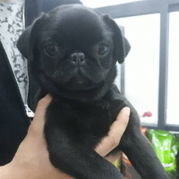 Pug, Köpek  çaki fotoğrafı