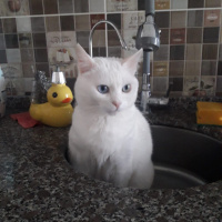 Van Kedisi, Kedi  Balım fotoğrafı