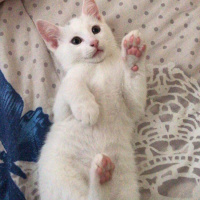 Van Kedisi, Kedi  Balım fotoğrafı