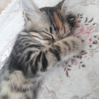 Tekir Kedi, Kedi  Şanslı fotoğrafı