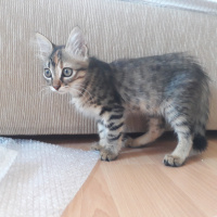 Tekir Kedi, Kedi  Şanslı fotoğrafı