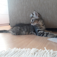 Tekir Kedi, Kedi  Şanslı fotoğrafı