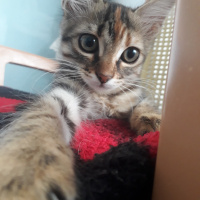 Tekir Kedi, Kedi  Şanslı fotoğrafı