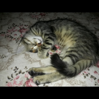 Tekir Kedi, Kedi  Şanslı fotoğrafı