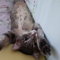 Tekir Kedi, Kedi  Findik fotoğrafı