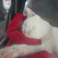 Tekir Kedi, Kedi  Miya fotoğrafı