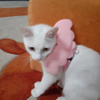 Tekir Kedi, Kedi  Miya fotoğrafı