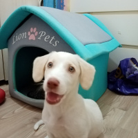 Sokö (Sokak Köpeği), Köpek  Hima fotoğrafı
