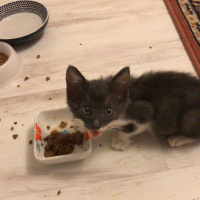 Tekir Kedi, Kedi  Çakıl fotoğrafı
