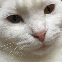 Scottish Fold, Kedi  Mia fotoğrafı
