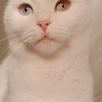 Scottish Fold, Kedi  Mia fotoğrafı