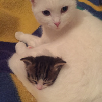Scottish Fold, Kedi  Mia fotoğrafı