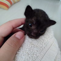 Bombay, Kedi  Gece fotoğrafı