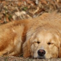 Golden Retriever, Köpek  Deyzi fotoğrafı