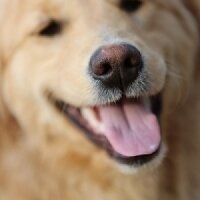 Golden Retriever, Köpek  Deyzi fotoğrafı