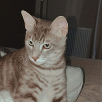 European Shorthair, Kedi  Simba ve Nimbus fotoğrafı