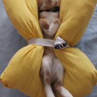 Sarman, Kedi  Tarçın fotoğrafı