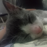 Tekir Kedi, Kedi  Miço fotoğrafı