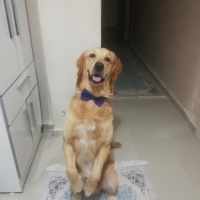 Golden Retriever, Köpek  Leo fotoğrafı