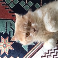 İran Kedisi (Persian), Kedi  Lokum fotoğrafı