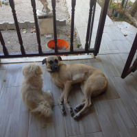 Kangal, Köpek  Pasa fotoğrafı