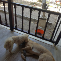 Kangal, Köpek  Pasa fotoğrafı
