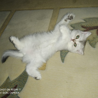 British Shorthair, Kedi  Mia fotoğrafı