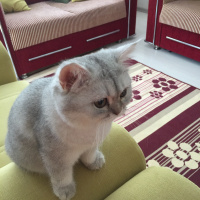 British Shorthair, Kedi  Mia fotoğrafı