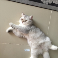 British Shorthair, Kedi  Mia fotoğrafı
