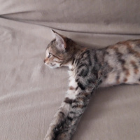 Tekir Kedi, Kedi  Tomi fotoğrafı