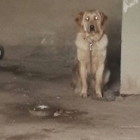Golden Retriever, Köpek  Paça fotoğrafı