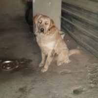 Golden Retriever, Köpek  Paça fotoğrafı