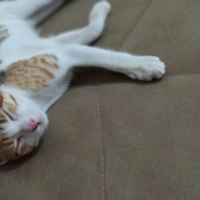 Tekir Kedi, Kedi  Minik fotoğrafı