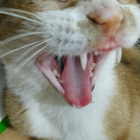 Tekir Kedi, Kedi  Renkli fotoğrafı