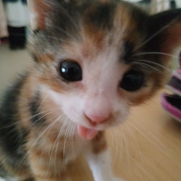 Tekir Kedi, Kedi  Renkli fotoğrafı