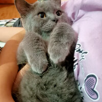 British Shorthair, Kedi  Duman fotoğrafı