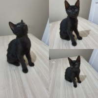Bombay, Kedi  Bombay kiz fotoğrafı
