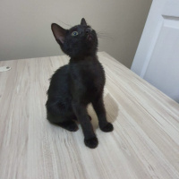 Bombay, Kedi  Bombay kiz fotoğrafı