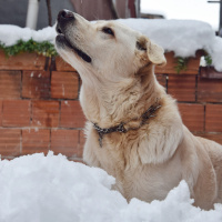 Golden Retriever, Köpek  Buffy fotoğrafı