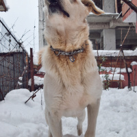 Golden Retriever, Köpek  Buffy fotoğrafı