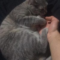 British Shorthair, Kedi  smooky fotoğrafı