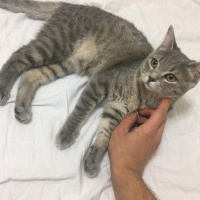 British Shorthair, Kedi  smooky fotoğrafı