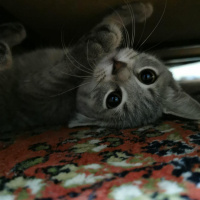 British Shorthair, Kedi  smooky fotoğrafı